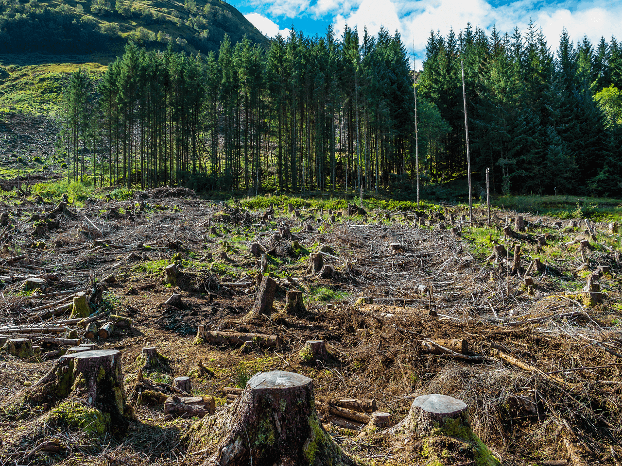 Avrupa Birliği Ormansızlaşmaya Yol Açan İthalata Yasaklama Getiriyor