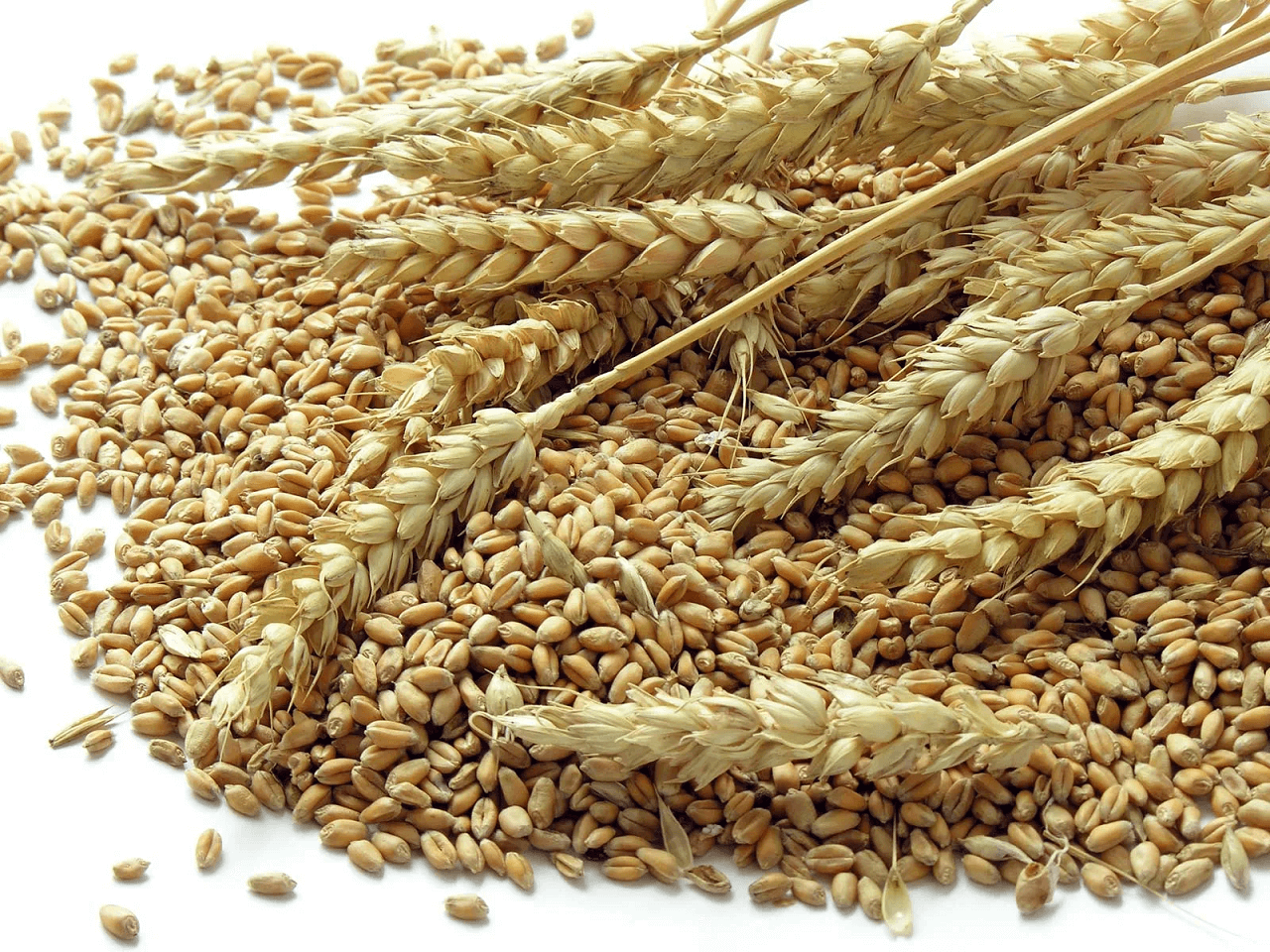 Hindistan’ın Buğday İhracatını Yasaklaması Fiyatları Yükseltti