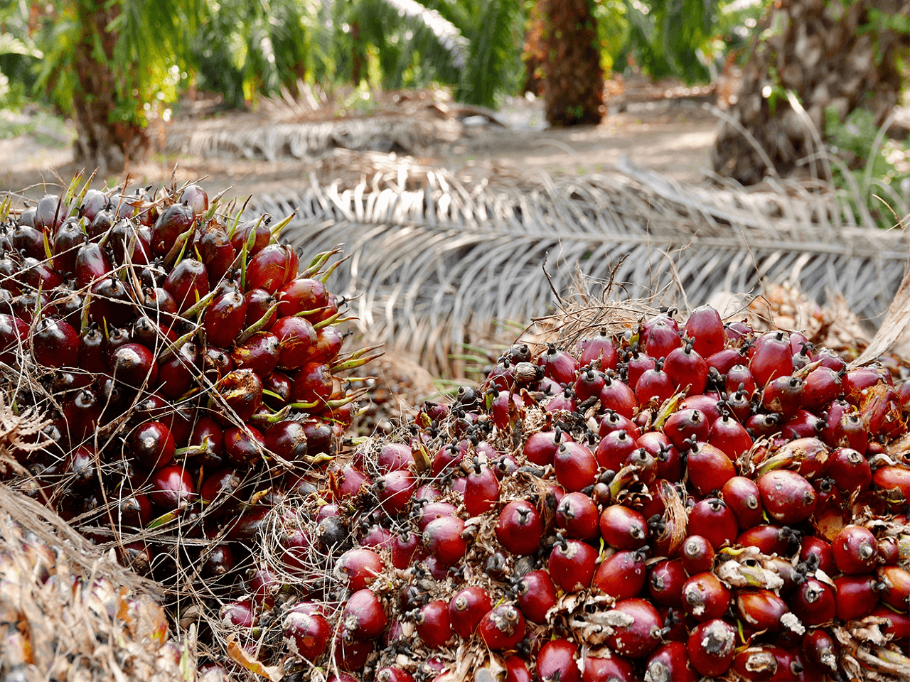 Endonezya Palm Yağı İhracatını Yasakladı