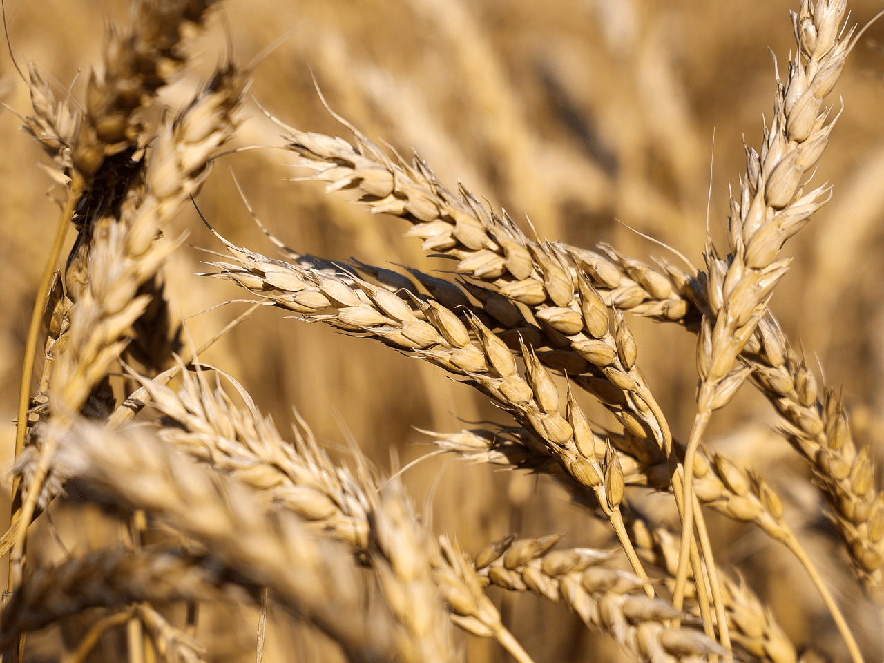 ABD Türkiye’nin Buğday İthalatına İlişkin Tahminini Revize Etti