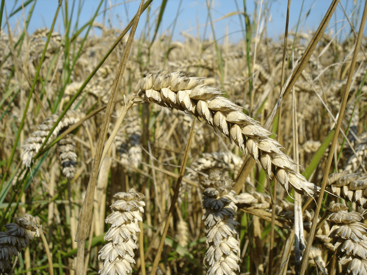 Dünya Buğday Piyasasındaki Son Gelişmeler Hindistan’ı Öne Çıkarıyor