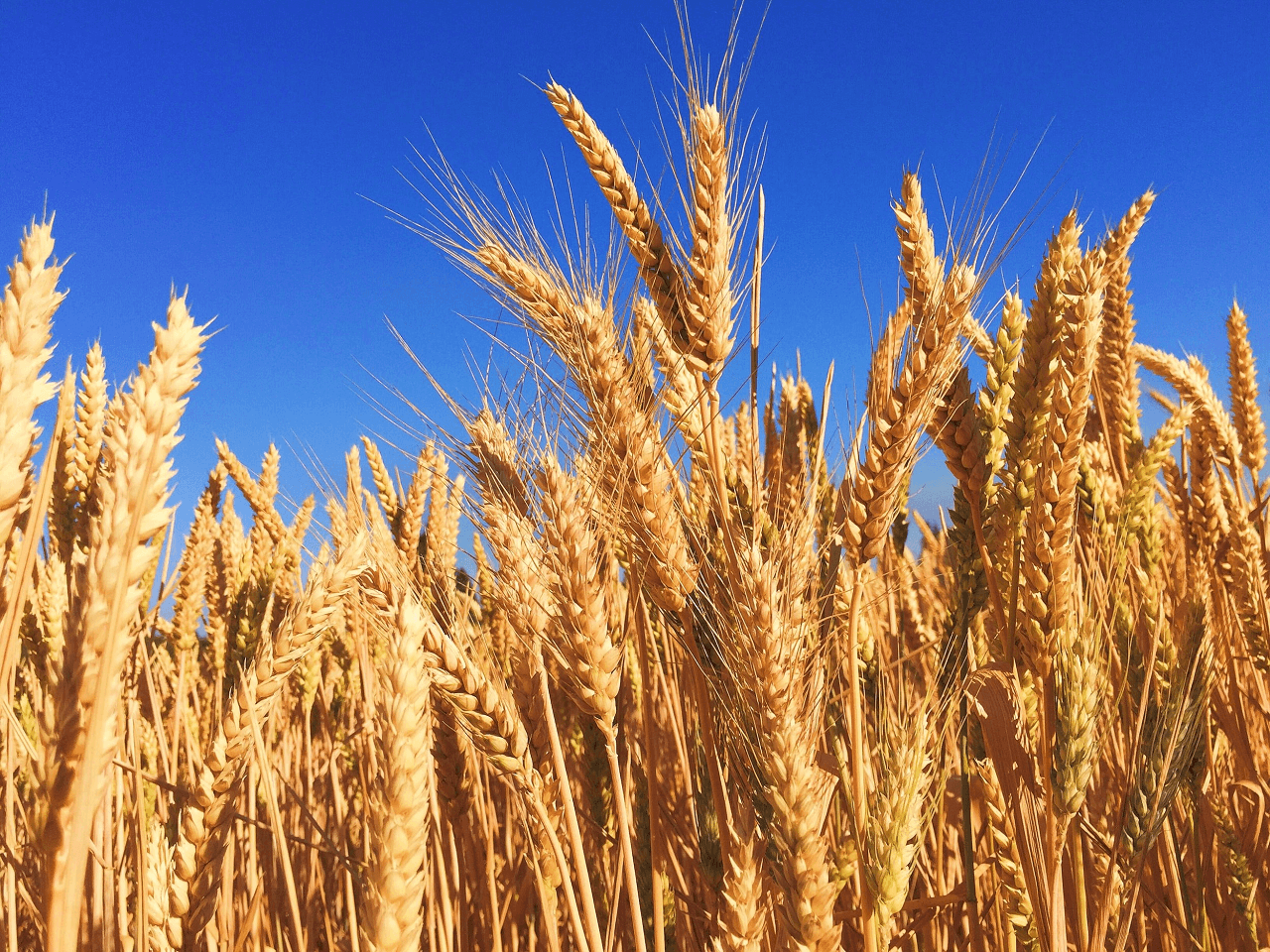 Buğday İthalatı Ekim Ayına Kadar Durduruldu